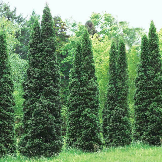 Live Plant - 10 Thuja Green Giant Arborvitae Trees/Shrubs, 6-12" Tall Live Plants, 2.5" Pots