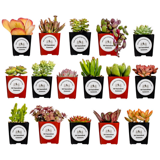 Live Succulents Plants Mystery Pack - Variety of Well Rooted Plants in 2 Inch Pots - Real, Small, Assorted Houseplants for Indoor, DIY, Home Decor, Wedding, or Birthday Gifts (16 Pack)