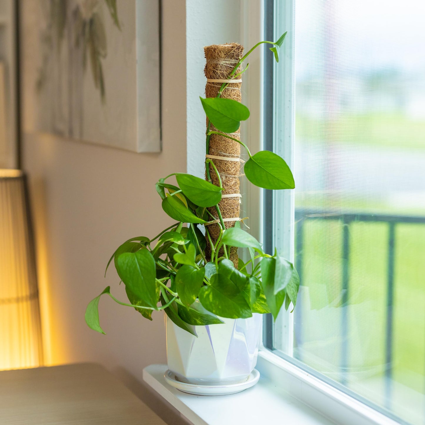 SNCMIC 4 Pack 17-inch Moss Pole Monstera Plant Support- Plant Stakes for Indoor Plants to Encourage Growth- Plant Sticks Support Tall Climbing Plants, Vines, and Creepers