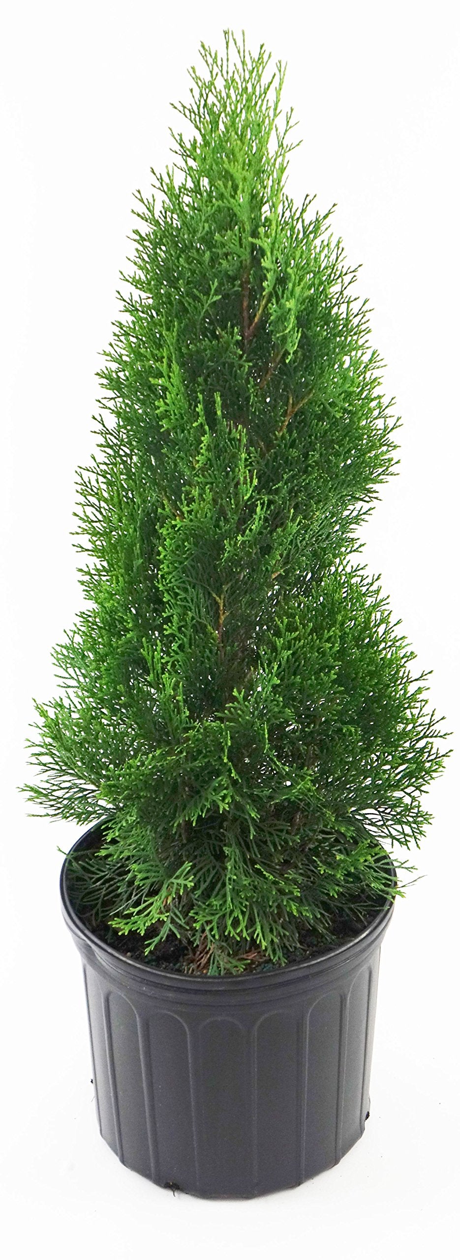 Live Plant Green Promise Farms, Thuja occidentalis 'Smargd' Emerald Green Arborvitae #3 Size Container, Evergreen