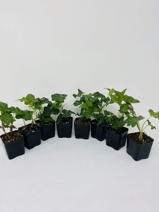 Jmbamboo - Baltic English Ivy 8 Plants - Hardy Groundcover - 2 1/4" Pot