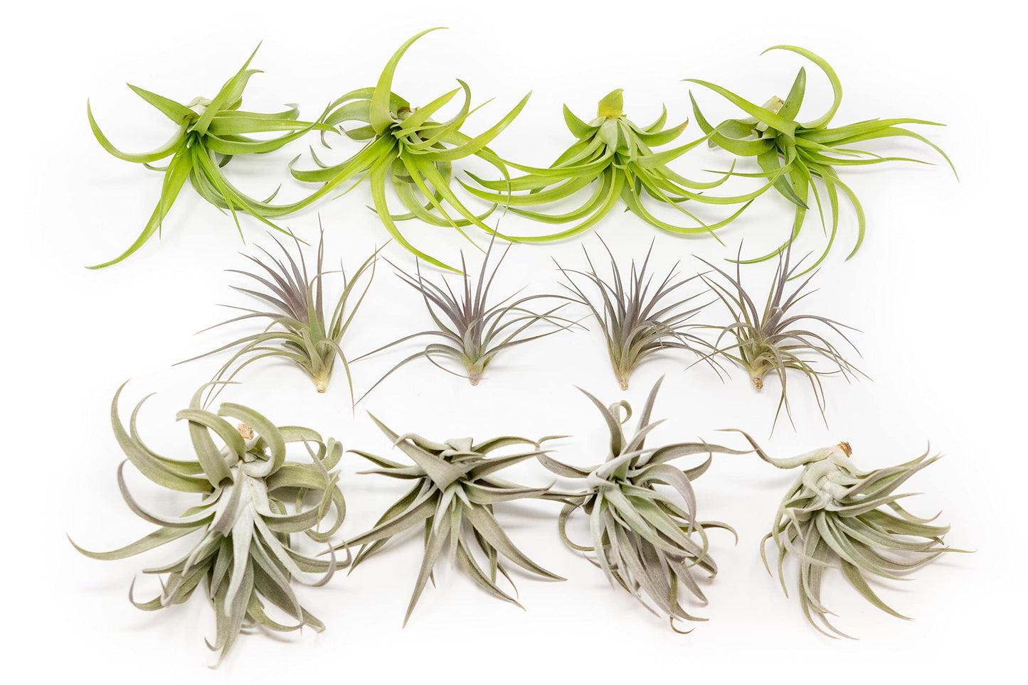 25 Pack Air Plants The Inca Collection - Live Succulent House Plants - Available in Wholesale and Bulk - Home and Garden Decor - Easy Care Indoor/Outdoor Air Plant