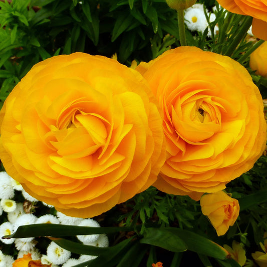 Ranunculus 'Gold' Bulbs (10 Bulbs) - Deep Yellow Ranunculus Bulb Corms - Large Bulbs, 8+ cm