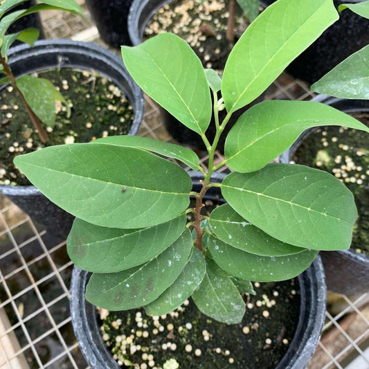 Live Plant - Sugar Apple (Annona Squamosa) Big Live Fruit Tree 12”-24”