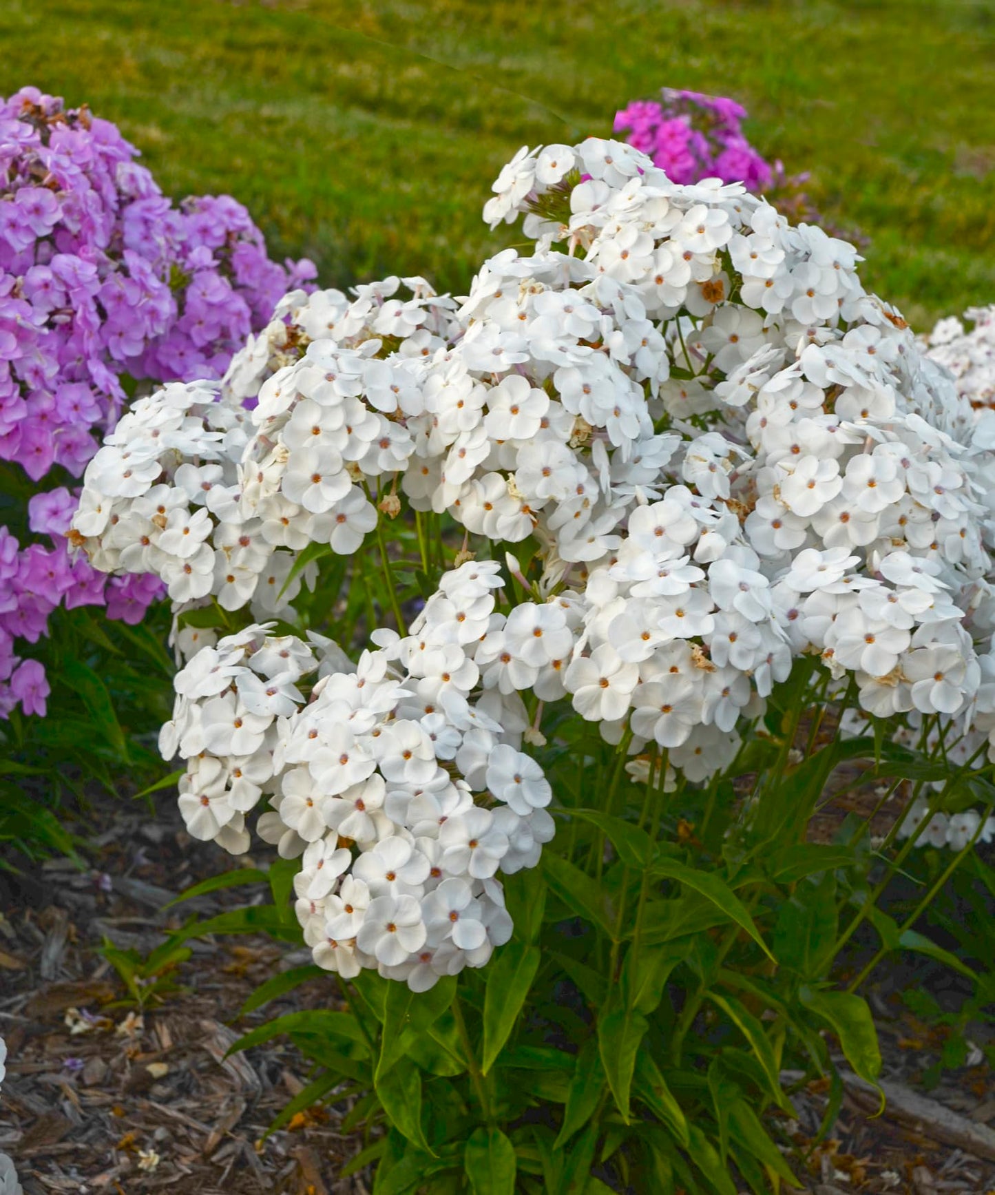 Live Plant from Green Promise Farms - Proven Winners, Phlox x 'Opening Act White' Garden Phlox, White Flowers - #1 Gallon Size Container