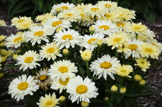 Live Plant from Green Promise Farms - Proven Winners, Leucanthemum Amazing Daisies 'Banana Cream II' Shasta Daisy, Yellow/White Flowers - #1 Gallon Size Container