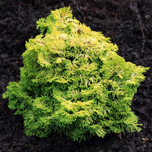 Dwarf Golden Hinoki Cypress Nana Lutea 3 - Year Live Plant