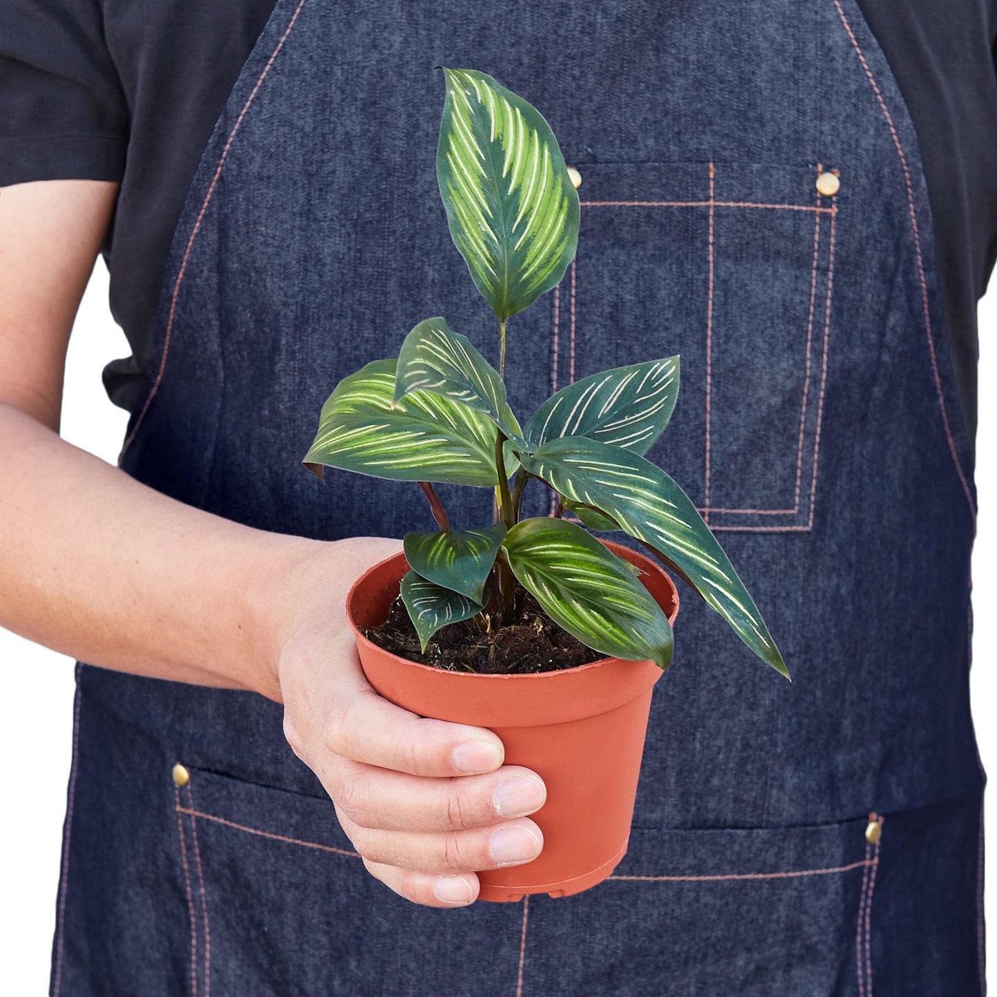 3 Pack Calathea 'Beauty Star' in 4in Pot - Live Plants Tropical Houseplants | Variegated | USA Growers | The Snobby Leaf