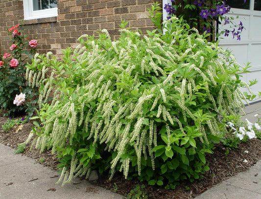 Live Plant - 2 Virginia Sweetspire Shrubs - 6-12" Tall, 4" Pot - Itea virginica Henrys Garnet