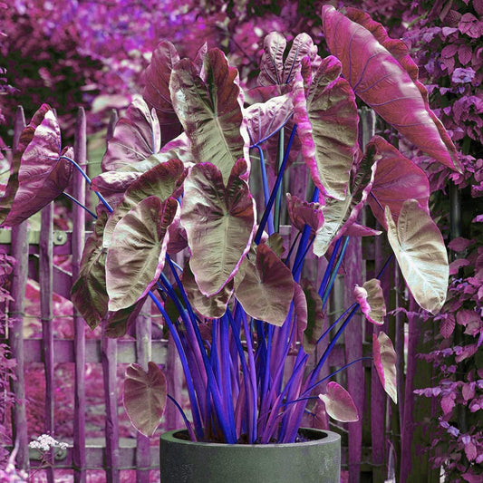 40pcs Purple-White Colocasia Seeds – Exotic Elephant Ear Plant Seeds for Planting, Bold Tropical Foliage, Easy to Grow Decorative Plant for Garden, Patio, Landscape & Indoor Containers