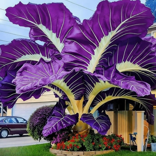 EDRHTJG Elephant Ear- Alocasia macrorrhizos-Fast Growing for Spring and Fall Garden Display Outdoor Landscaping Mixed Natural Colors (6)