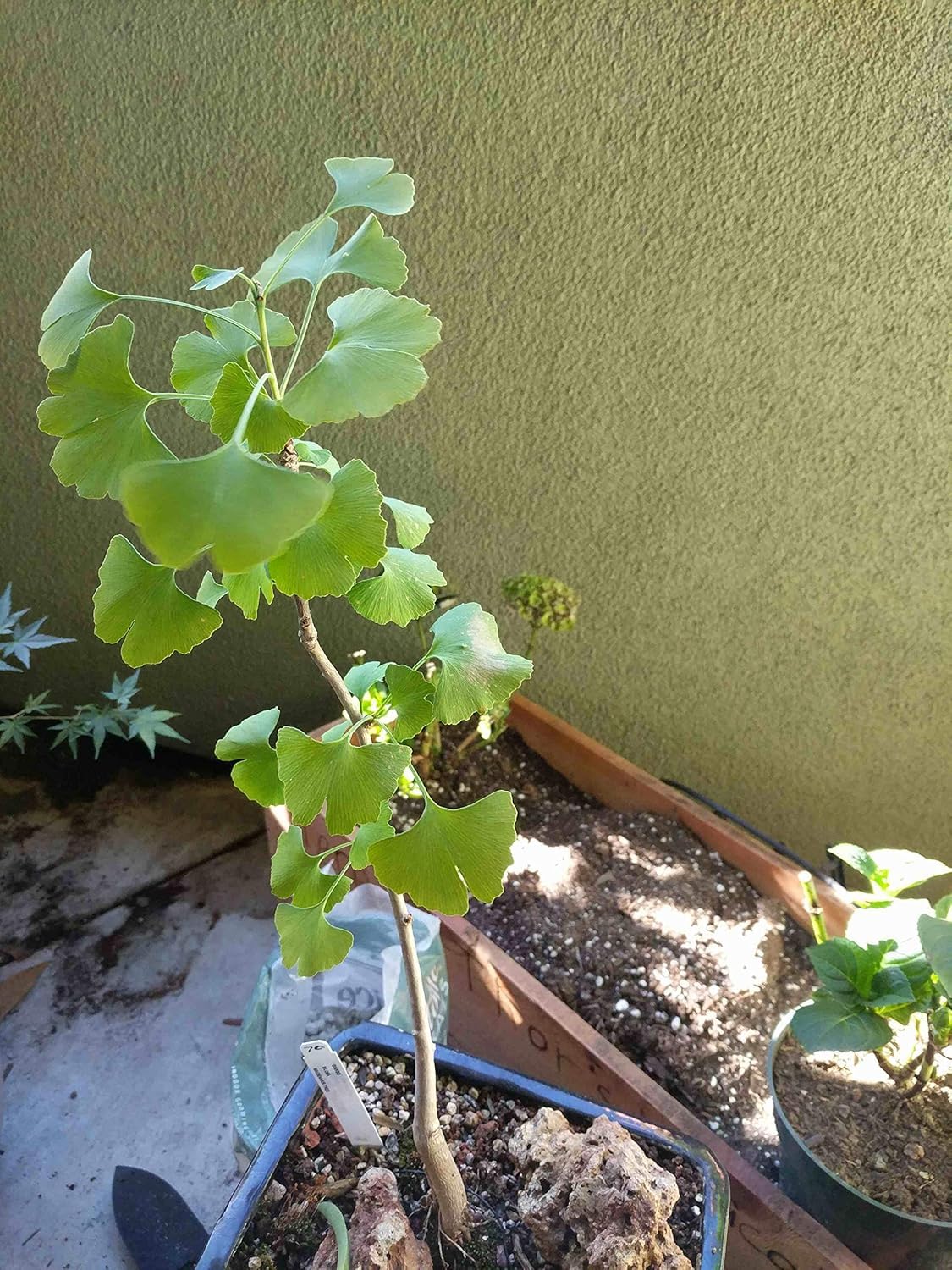 Ginkgo Biloba Trees Live Plants, 6" to 12" Tall Tree Seedling