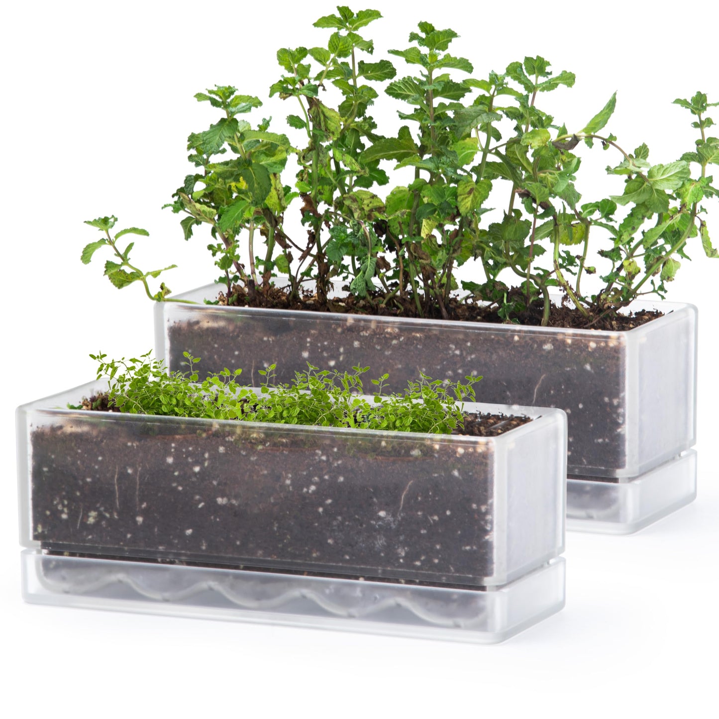 D'vine Dev 12 Inch Window Box Planter, Rectangle Acrylic Herb Planter with Drainage Holes and Saucer, Indoor Succulent Cactus Vegetable Pot for Windowsill, Garden Balcony, Clear, Set of 2, 76-X-D-2