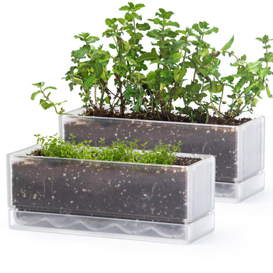 D'vine Dev 12 Inch Window Box Planter, Rectangle Acrylic Herb Planter with Drainage Holes and Saucer, Indoor Succulent Cactus Vegetable Pot for Windowsill, Garden Balcony, Clear, Set of 2, 76-X-D-2