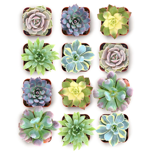 Shop Succulents Blush Rosette Succulent Plant Pack – Live Mini Rosette Succulents, Soft Pastel Colors, Low Maintenance Plants – Wedding Favors, Gifts & Home Decor, 2" Pots