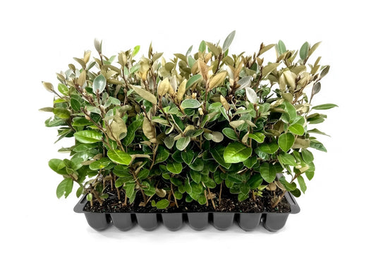 Elaeagnus Pungens I 20 Live Plants I Thorny Olive I Hardy Evergreen Shrub with Fragrant Blooms, Perfect for Hedges, Screening & Ornamental Garden Display