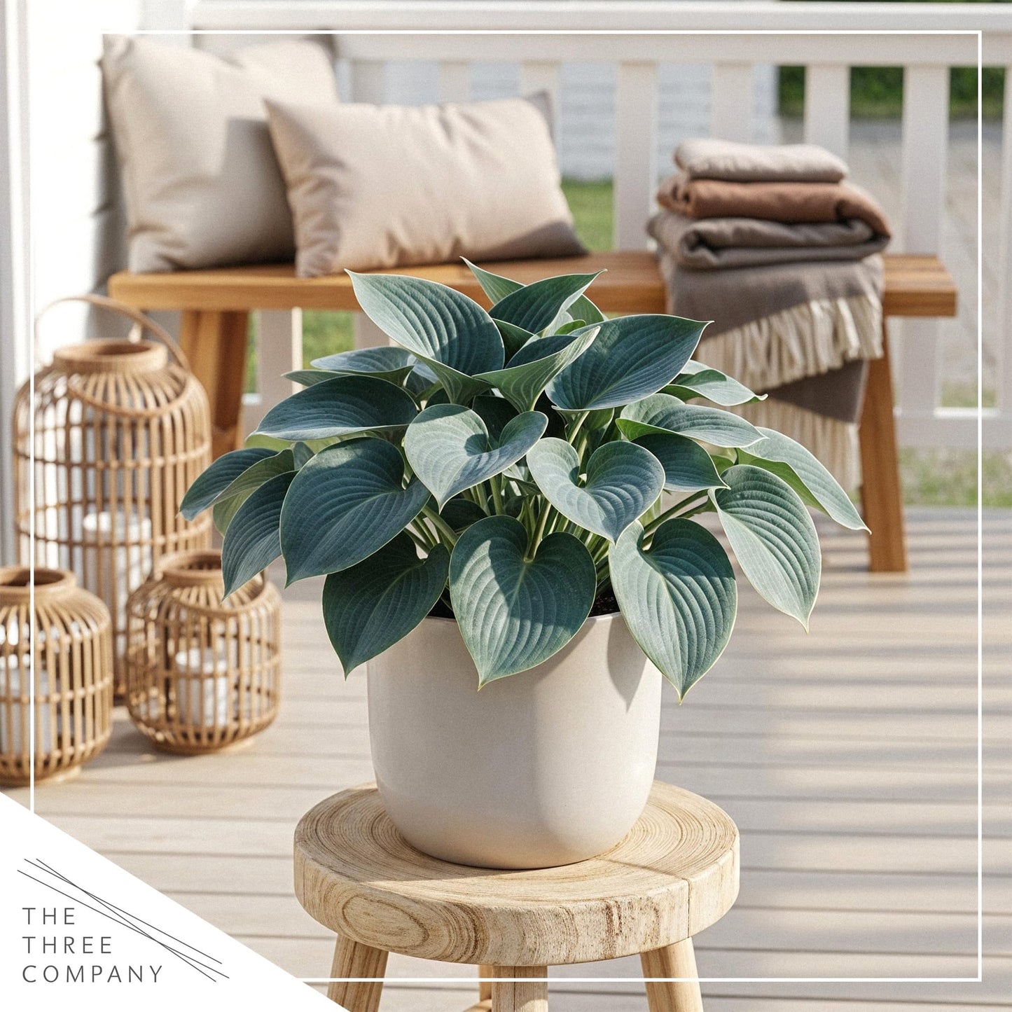Live Perennial Hosta - Abiqua Drinking Gourd (3 Plants Per Pack) Beautiful Accent Plant, 10" Tall by 4" Wide in 1 Qt Pot