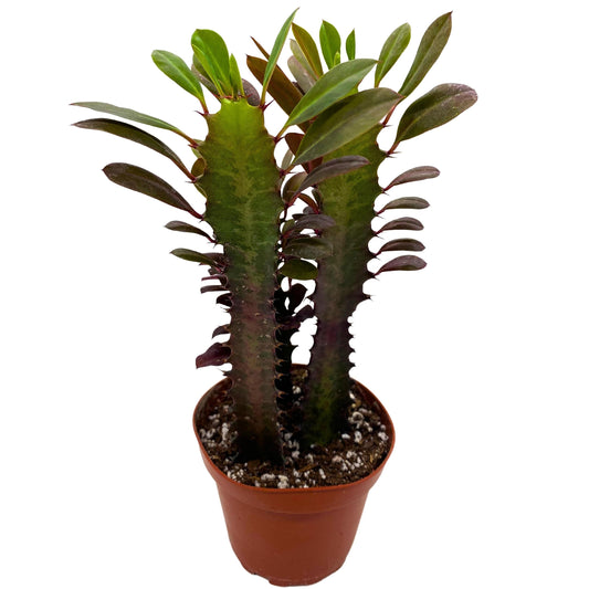 BubbleBlooms Red African Milk Tree, Euphorbia trigona 4 inch Pot, Red Cathedral Cactus Milktree