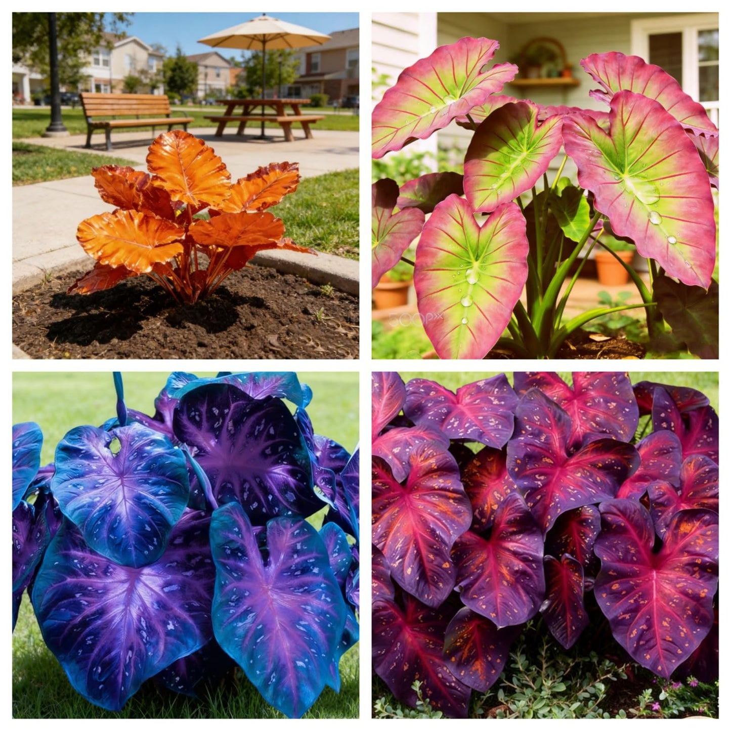 mkiytfdn Elephant Ear,Giant Tropical Foliage for Year After Year Garden Growth-10BULBS-B