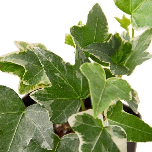 English Ivy 'Glacier' | Live Plant for Indoor & Outdoor | for Living Room, Office, Bathroom | (4" Pot, White Cylinder)