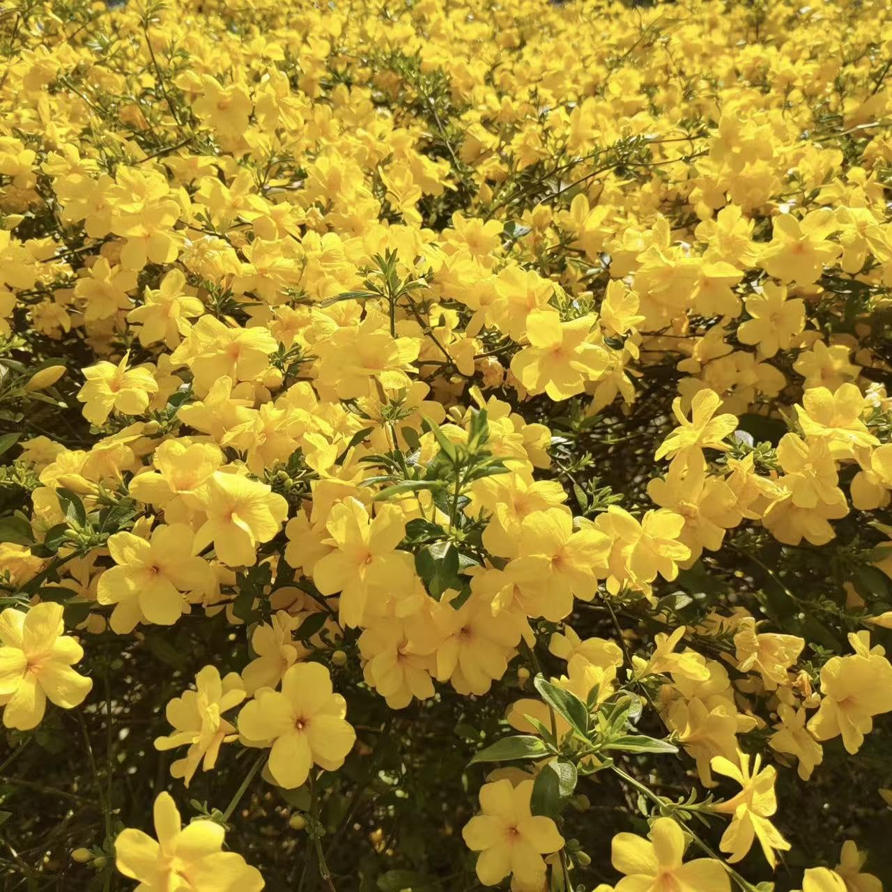 Jasmine Seeds for Fragrant Climbing Vines – 1000 or 2000 Perennial Seeds for Star-Shaped Blooms on Trellises, Arbors and Fences, Ideal for Evening Scented Outdoor Gardens (Yellow,2000)