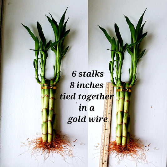 Lucky Bamboo 6 Plants 8 inches Each, Free Butterfly Stake, Gift, Feng Shui, Indoor Plant, Bring Good Luck to Your Home, Perennial, Just add Purified Water