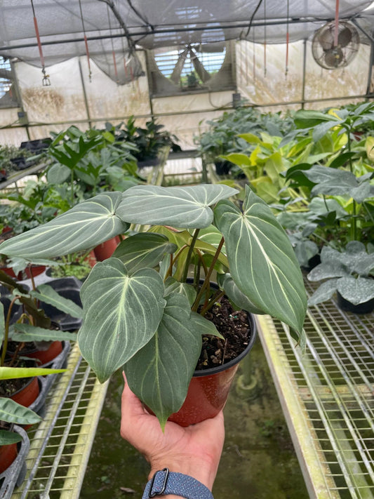 Philodendron Gloriosum 'Zebra' | Live Plant for Indoor & Outdoor | for Living Room, Office, Bathroom | (6" Pot)