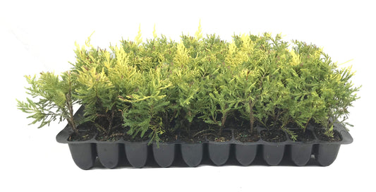 Saybrook Gold Juniper - 10 Live Plants - Juniperus Chinensis - Hardy Evergreen Ground Cover