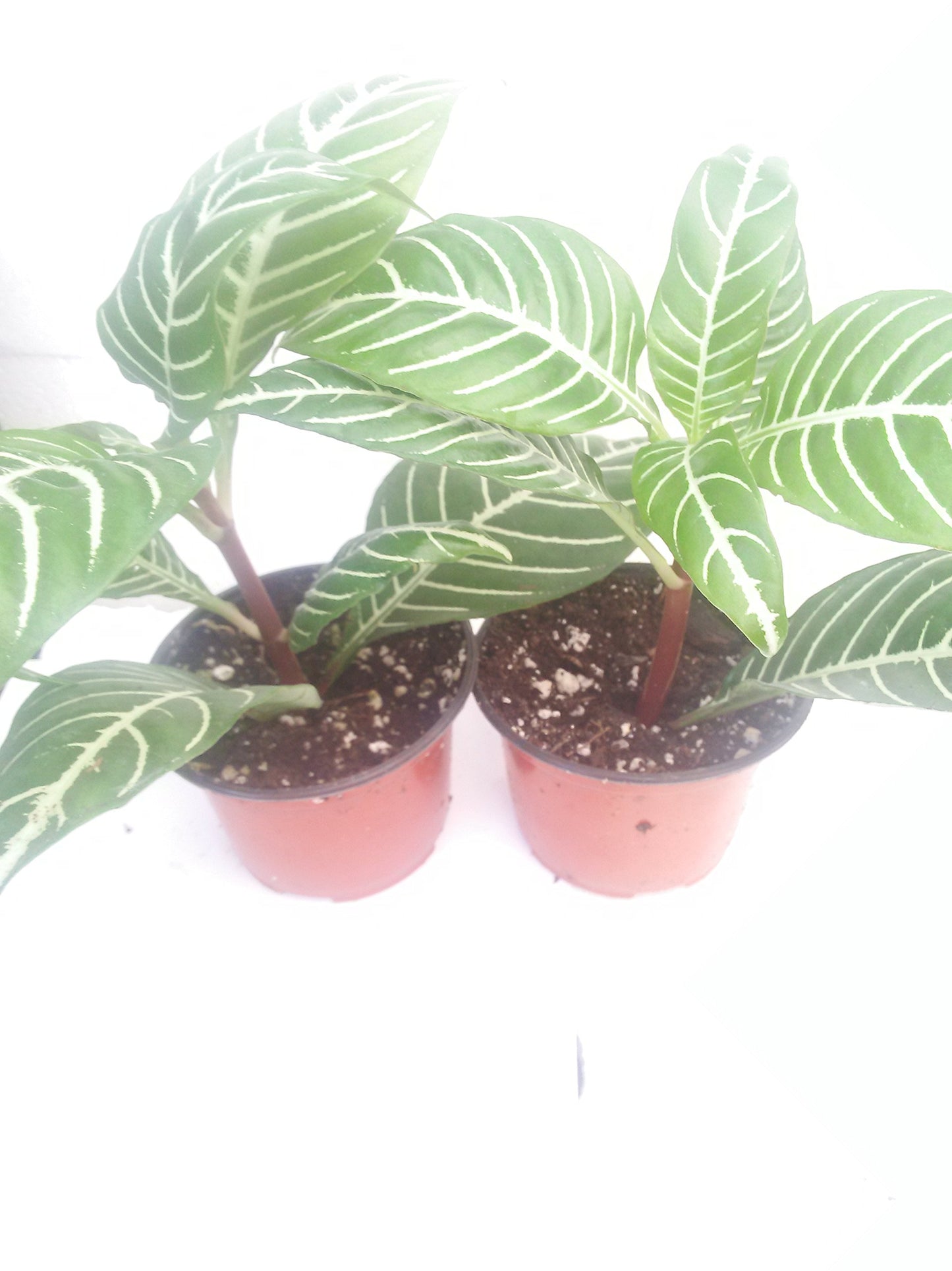 Two Zebra Plant - Aphelandra - Exotic & Unusual House Plant - 4" Pot