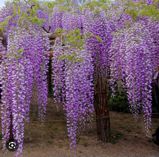 Live Plant - Wisteria Frutescenslive Starter Plant