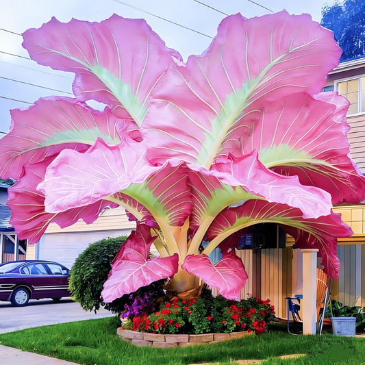 FEWSDVBX Elephant Ear- (for Outdoor Gardens) Excellent Display/Mix Color/Tropical Foliage/Easy Grow (6)