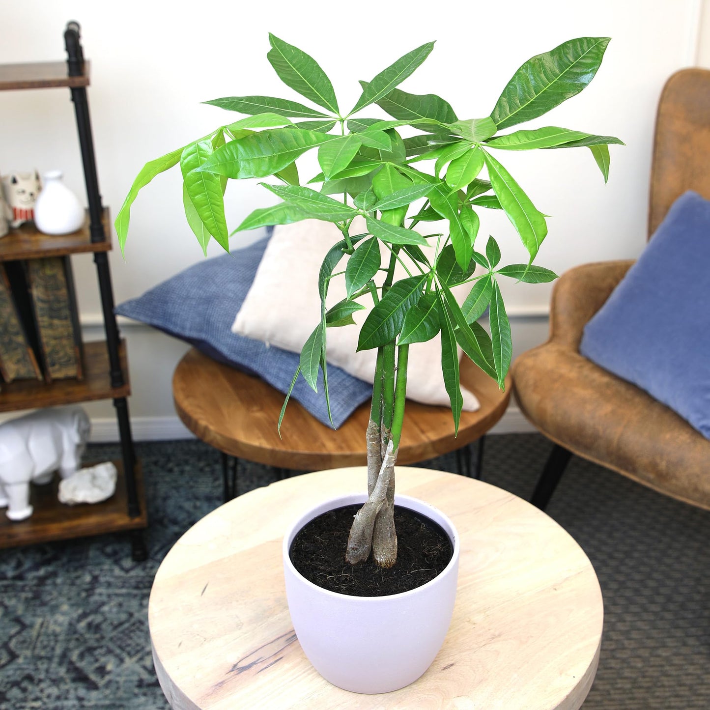 Altman Plants Money Tree Plant Decor (Approx. 1.5 Feet Tall) with 6 Inch Soft Pink Planter, Pet Friendly Plants, Easy Plant Gift, Easy to Grow House Plant & Desk Plant in Indoor Plant Potting Soil Mix