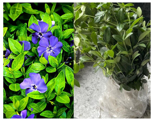 50 Plants Vinca Minor Ground Cover Plants Periwinkle Vinca - Hardy Groundcover Creeping Periwinkle Plants Live not Seeds