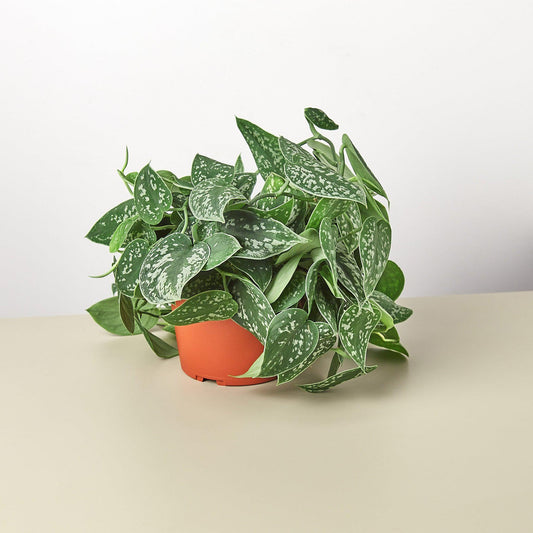 Pothos 'Satin' | Live Plant for Indoor & Outdoor | for Living Room, Office, Bathroom | (6" Pot)
