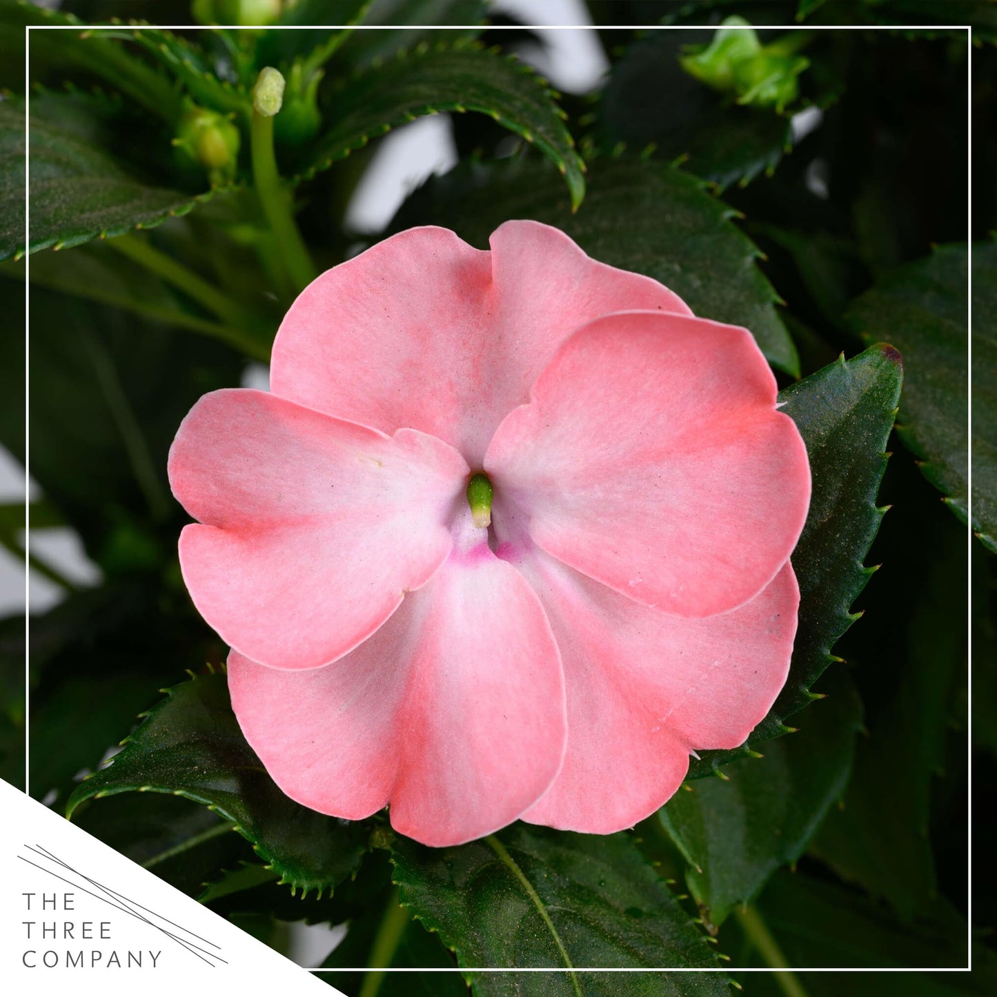 Live Flowering New Guinea Impatiens - Salmon (3 Plants Per Pack), Beautiful Shade Flowers, 12" Tall by 5" Wide in 1 Qt Pot