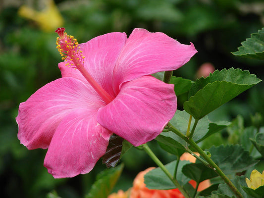 Hawaiian Pink Hibiscus Plant Cutting Live - Tropical Flowering Shrub 1-3 Inch, Easy Care Hardy Perennial 8-12 Feet, Big Island Grown Extended Bloom