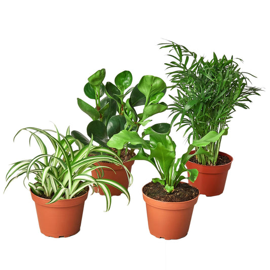 Pet Friendly Variety Bundle (4 Pack) in 6" Pot | Live Plant for Indoor | House Plant Decor for Living Room, Office, Bathroom | 12" - 22" Tall
