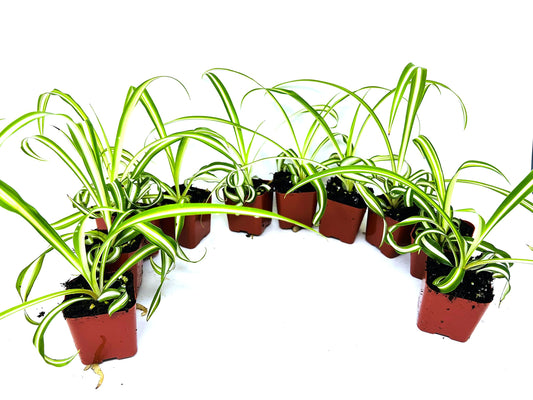 Ocean Spider Collection 8 Plants 2" Starter pots -Easy to Care -Easy to propogate