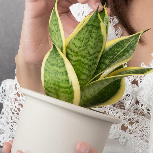 Altman Plants Live Snake Plant (Superba), Approx. 13" Tall, Virtually Indestructible, Easy Succulent Houseplant, 4 in Pot