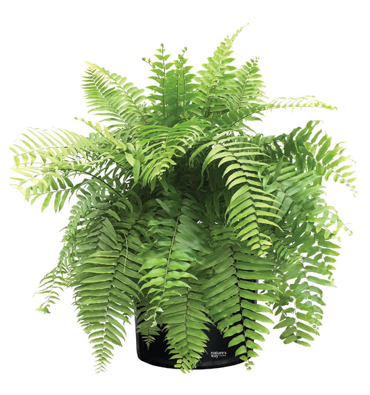 Nature's Way Farms Fern Macho Live Plant in Grower Pot (18-24 in. Tall)