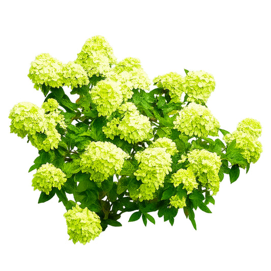 Dwarf White Hydrangea – Compact Sun-Loving Shrub with Bright White Blooms | Outdoor Landscape & Indoor Decorative Plant (3 Gallon/Potted/Set of Two)