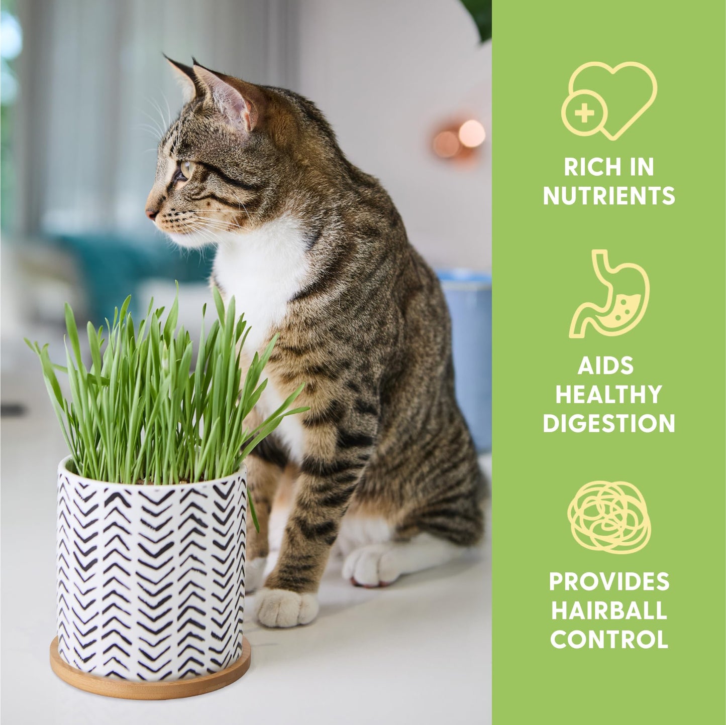 The Cat Ladies Organic Cat Grass for Indoor Cats - Growing Kit with Organic Seed Mix, Soil and Boho Planter with Bamboo Tray. Natural Hairball Control and Digestion Remedy, Cat Gifts