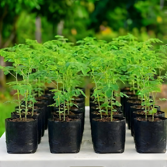 Moringa Tree Live Plant, Malunggay 6 to 8 Inc Tall Moringa Plants Live, Drumstick Horseradish Tree, Herb Moringa Plants to Plant Outdoor