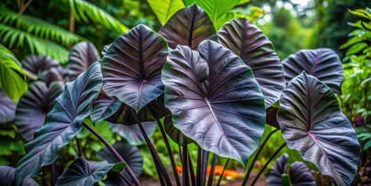 Black Stem Elephant Ear Bulb to Grow