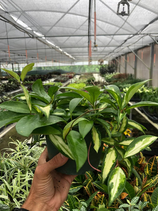 Hoya Carnosa 'Krimson Princess' | Live Plant for Indoor & Outdoor | for Living Room, Office, Bathroom | (4" Pot, White Cylinder)