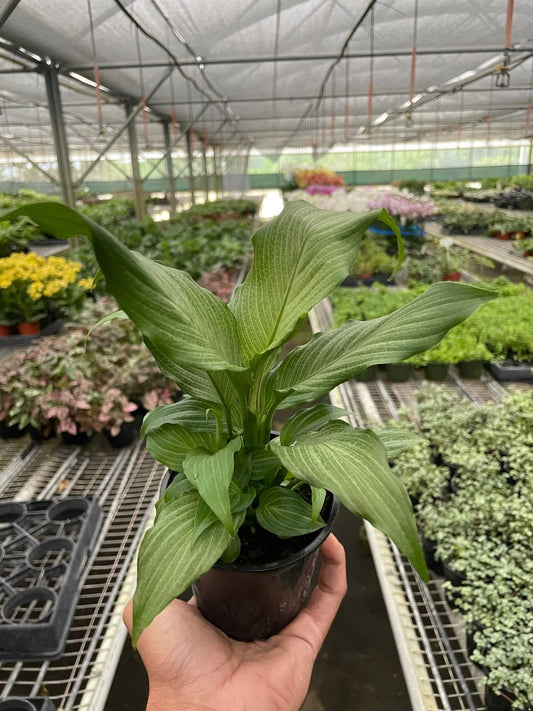 Spathiphyllum 'Platinum Mist' | Live Plant for Indoor & Outdoor | for Living Room, Office, Bathroom | (4" Pot)