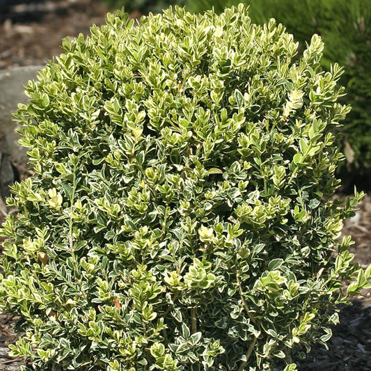 Direct Gardening Variegated Boxwood Dormant Bare Root Broadleaf Evergreen Starter Shrub - Can't Ship to NY or TN