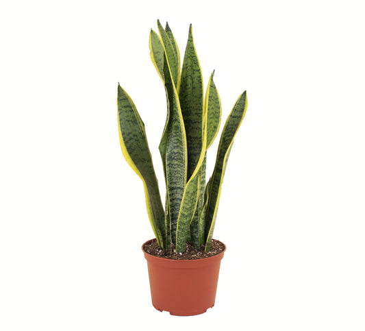 Shop Succulents | Standing Collection | Hand Selected, Air Purifying Live Sansevieria Laurentii Snake Indoor House Plant in 6" Grow Pot