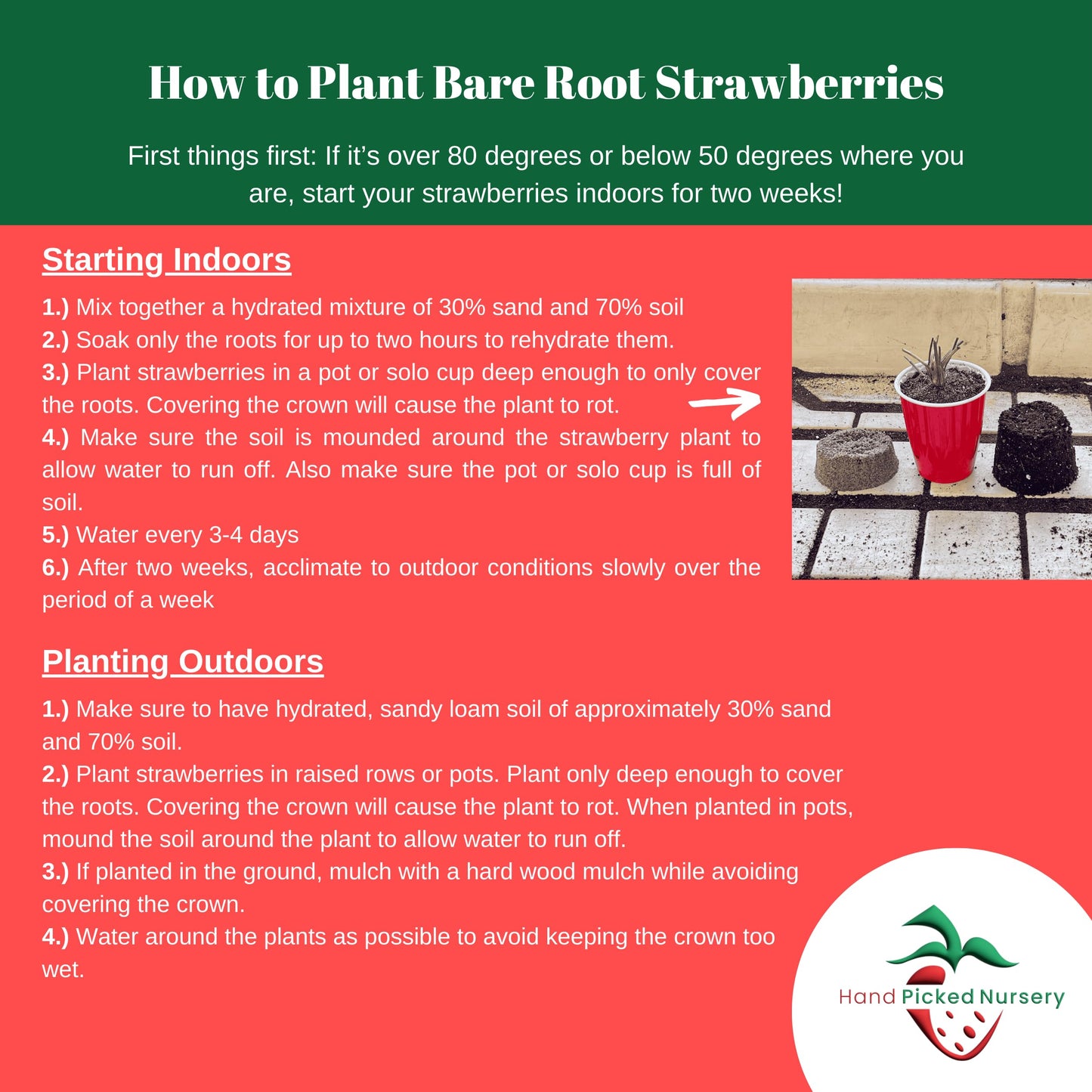 Allstar June Bearing Bare Root Strawberry Plants - Very Hardy, Great for Beginners - from Hand Picked Nursery (50)