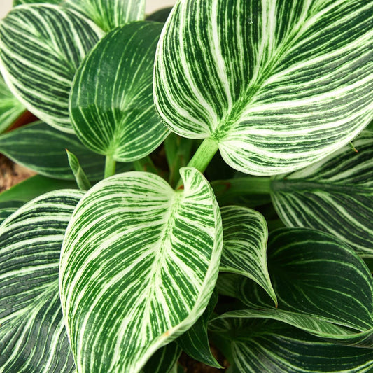 Philodendron 'Birkin' | Live Plant for Indoor & Outdoor | for Living Room, Office, Bathroom | (6" Pot)
